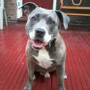 Meet your Posher, Louis